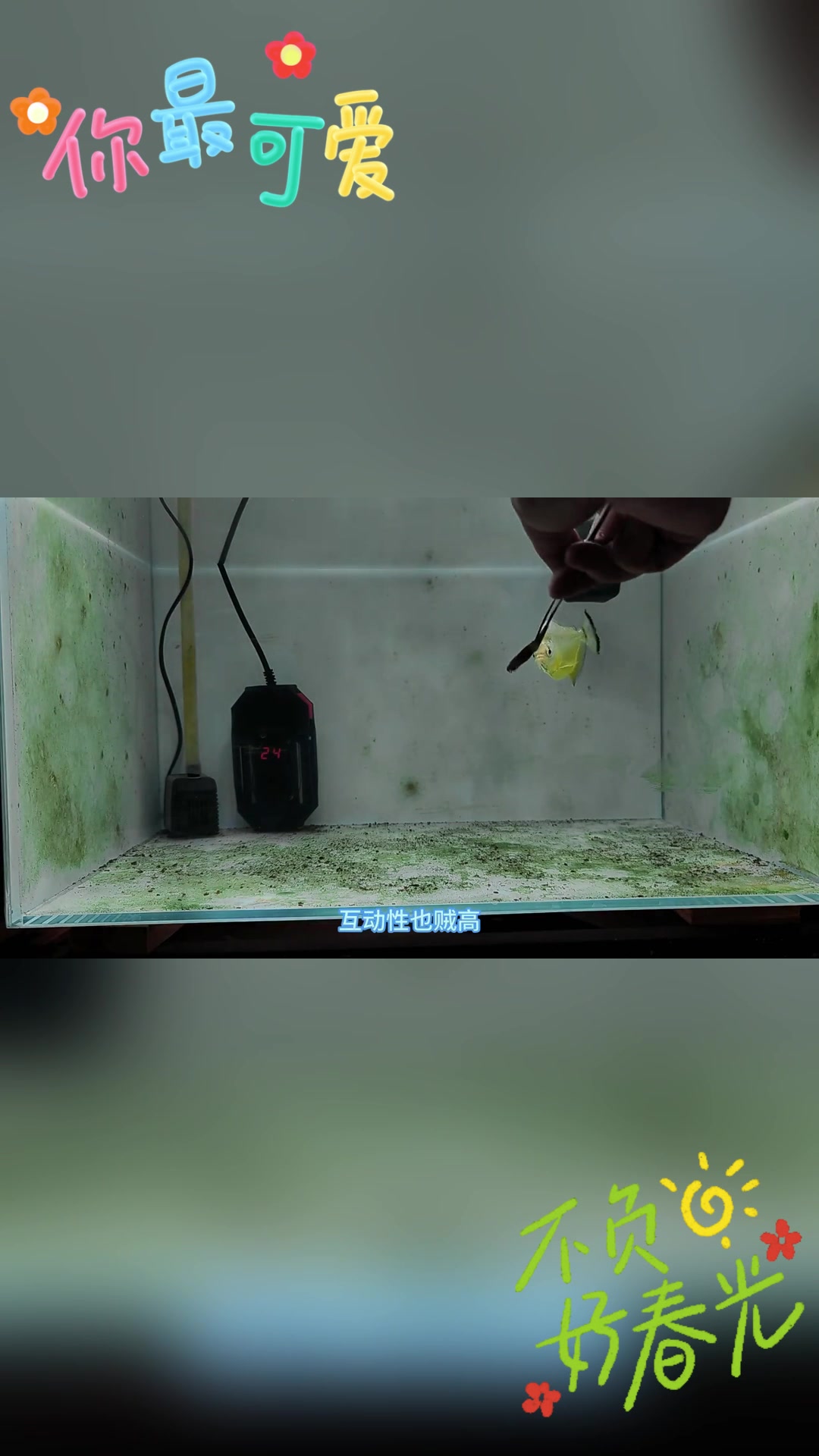 旧金山黄钻水虎鱼,比雷龙更刺激的选择!