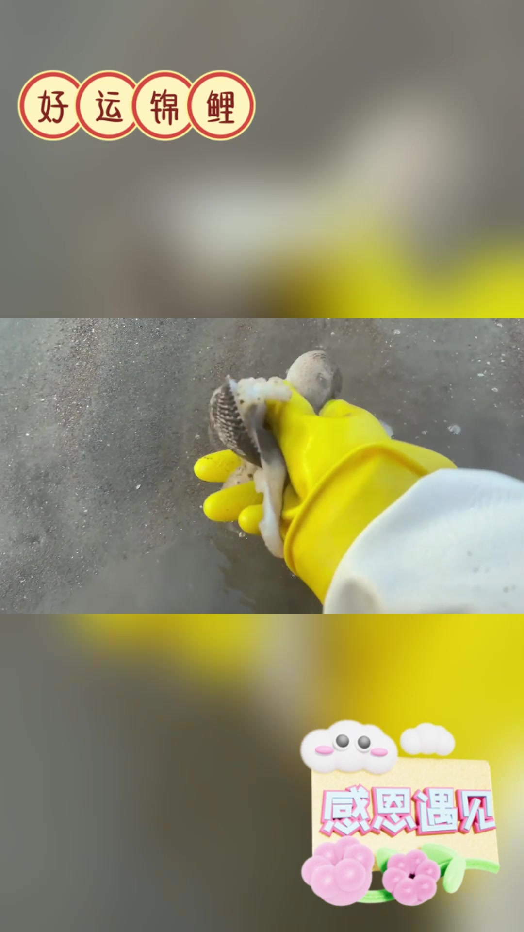 八爪鱼和沙光鱼:海洋中的演技派与笨小孩