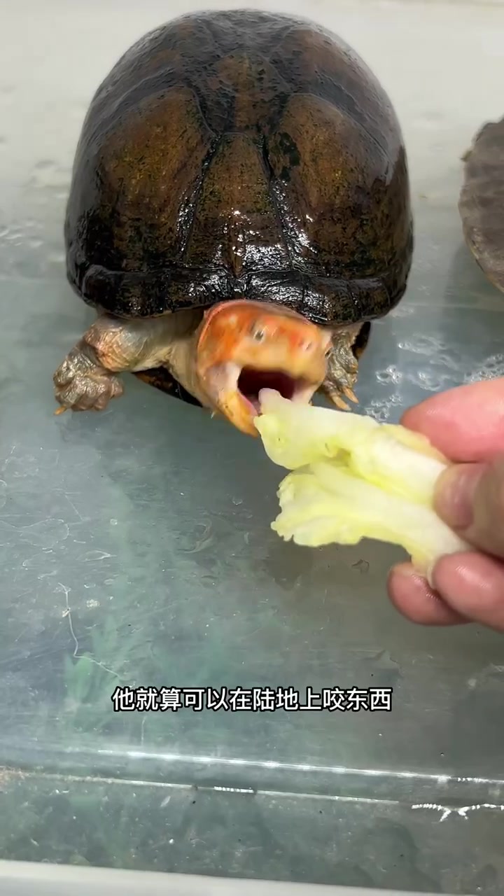 养龟不懂关注我!
