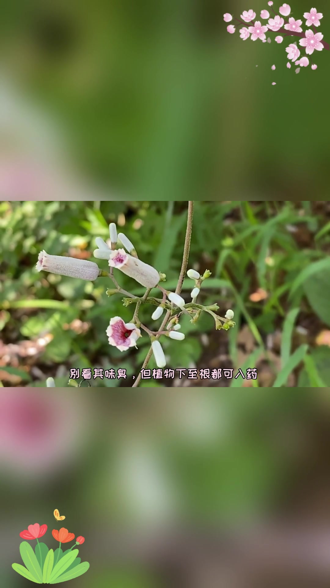 每天认识一种植物:鸡矢藤,气味芳香的“下火草”