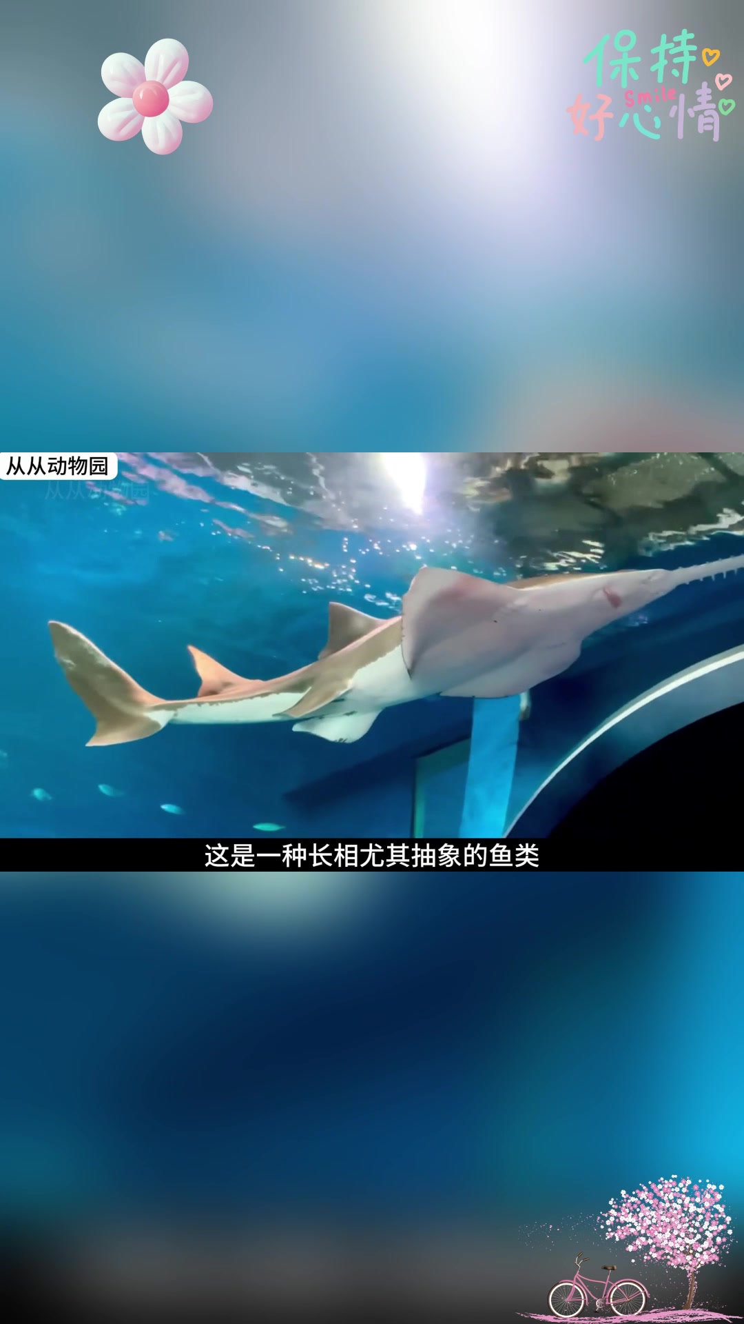锯鳐:海底“霸总”,侧脸平平无奇,正脸帅炸天!
