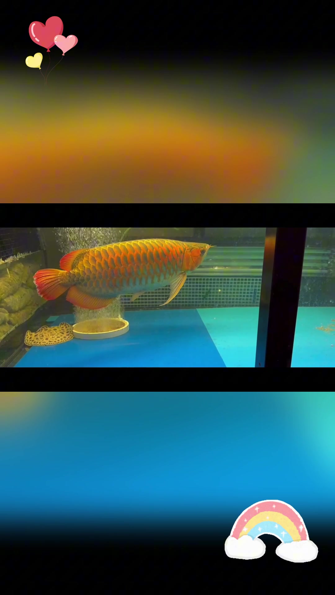 超血红龙鱼:最受欢迎的观赏鱼,你了解多少