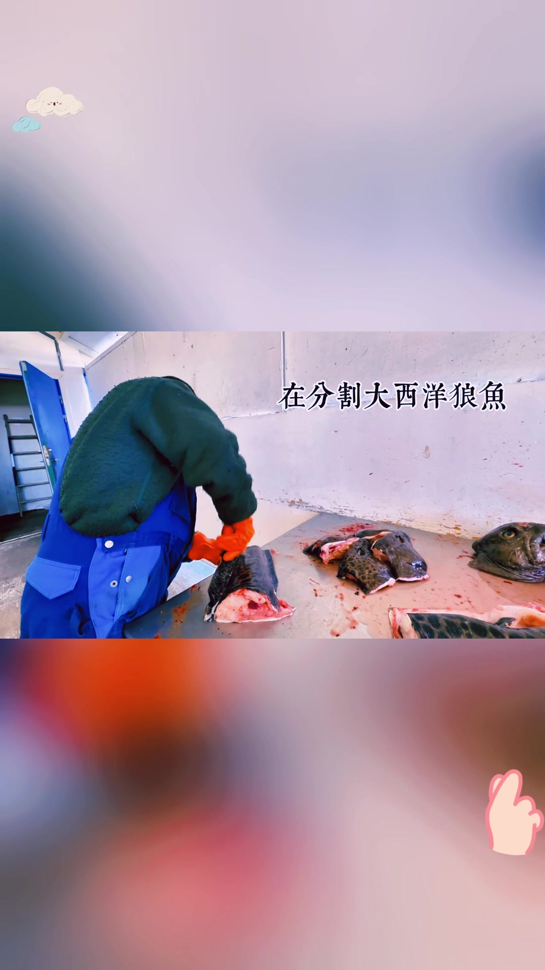 因纽特人如何在北极分割大西洋狼鱼