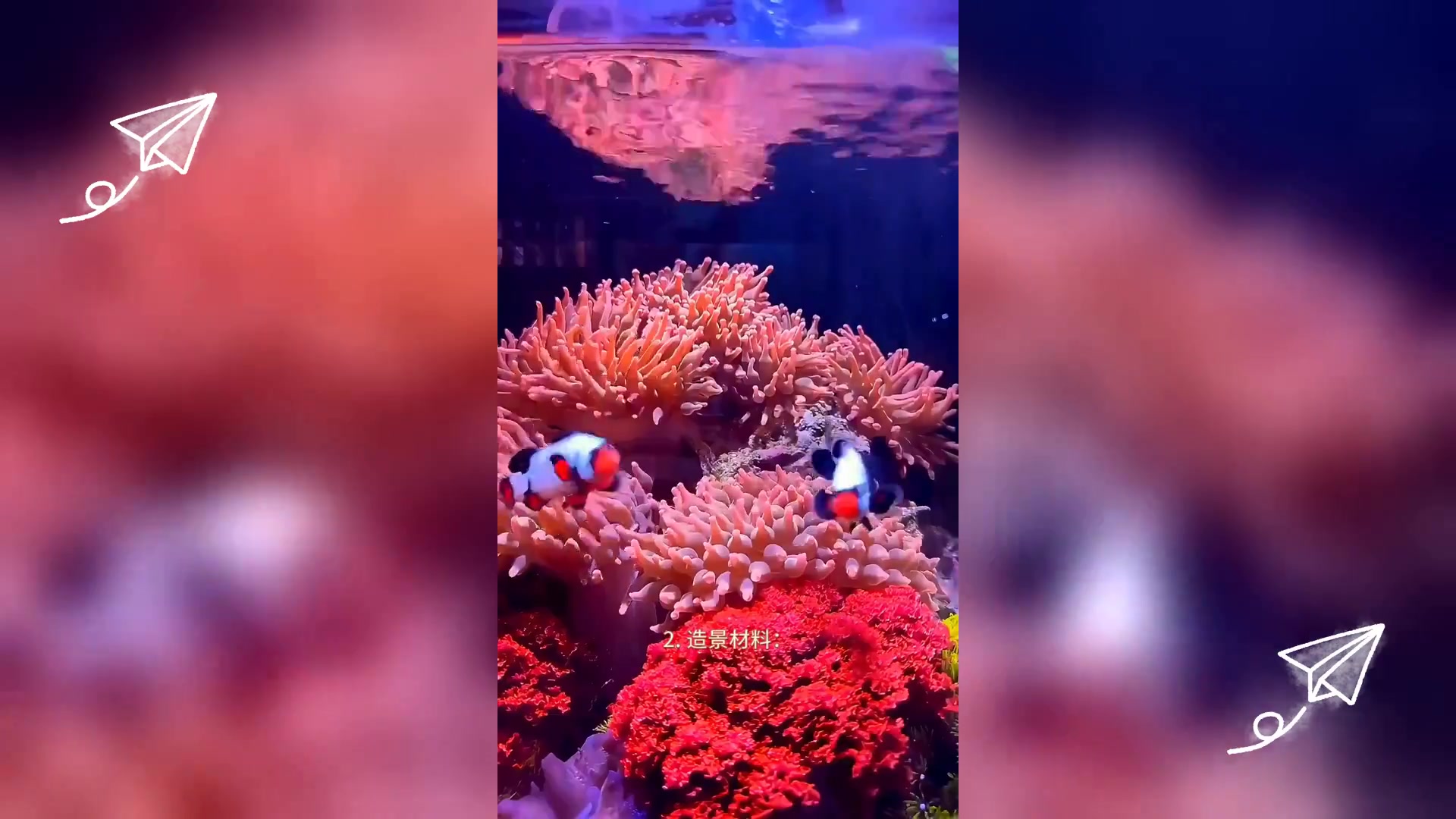 新手入门: 低成本打造小丑鱼 海葵缸秘籍