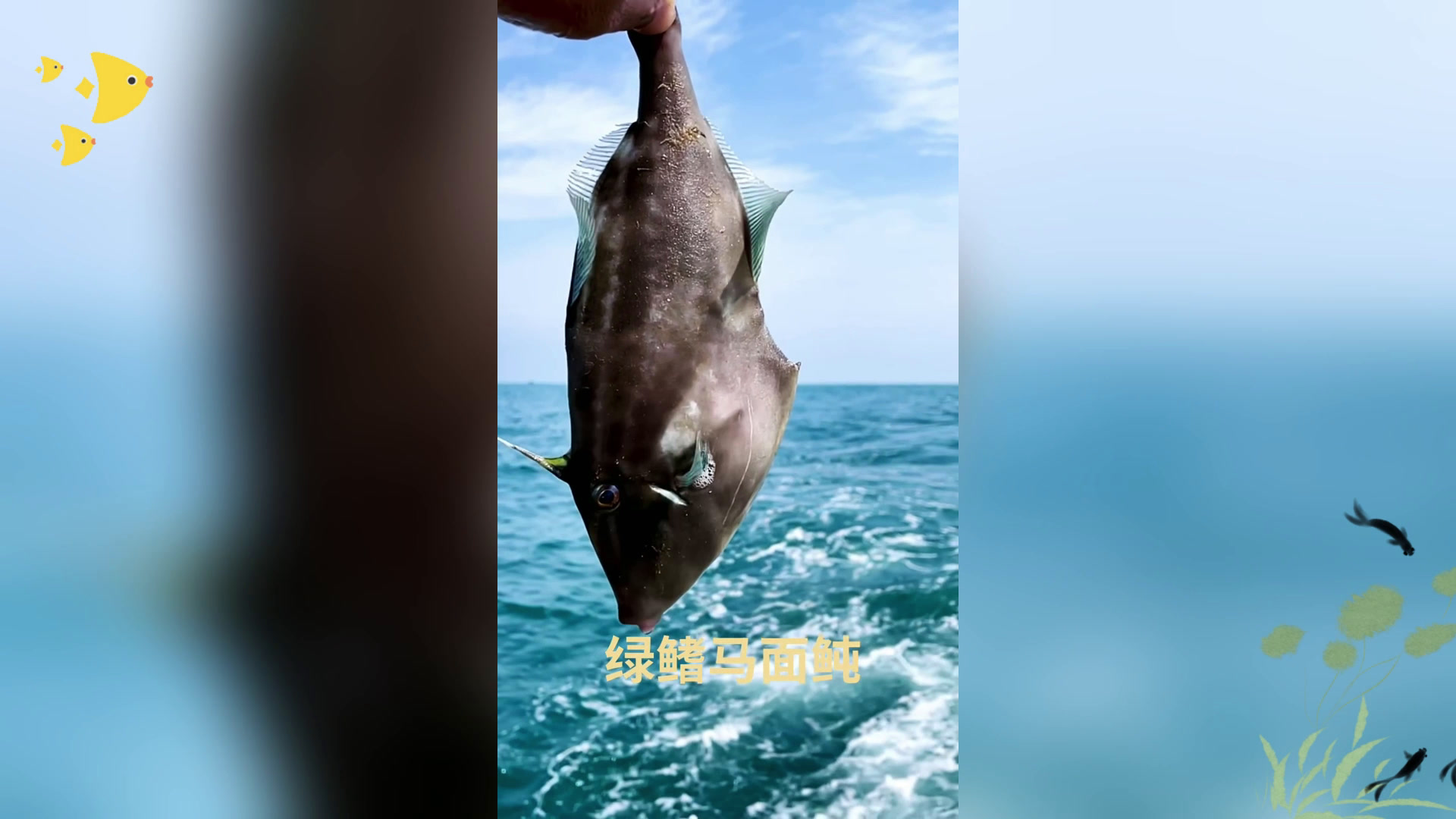 日照特色老鼠鱼 几分钱一斤卖不掉 如今吃不起!