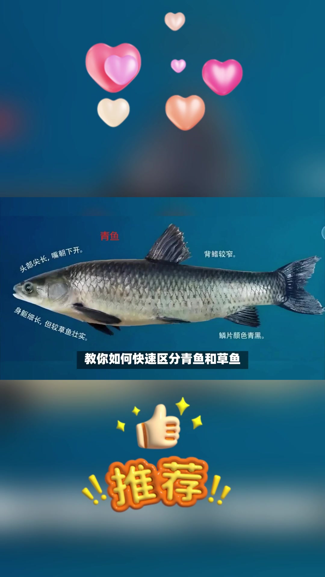 青鱼和草鱼怎么区分?教你一招