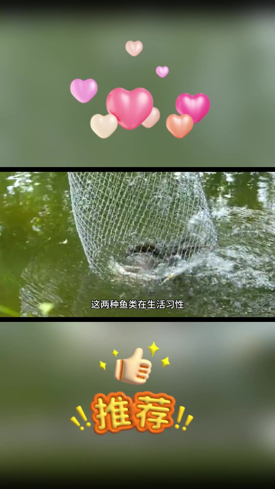 如何区分青鱼和草鱼?