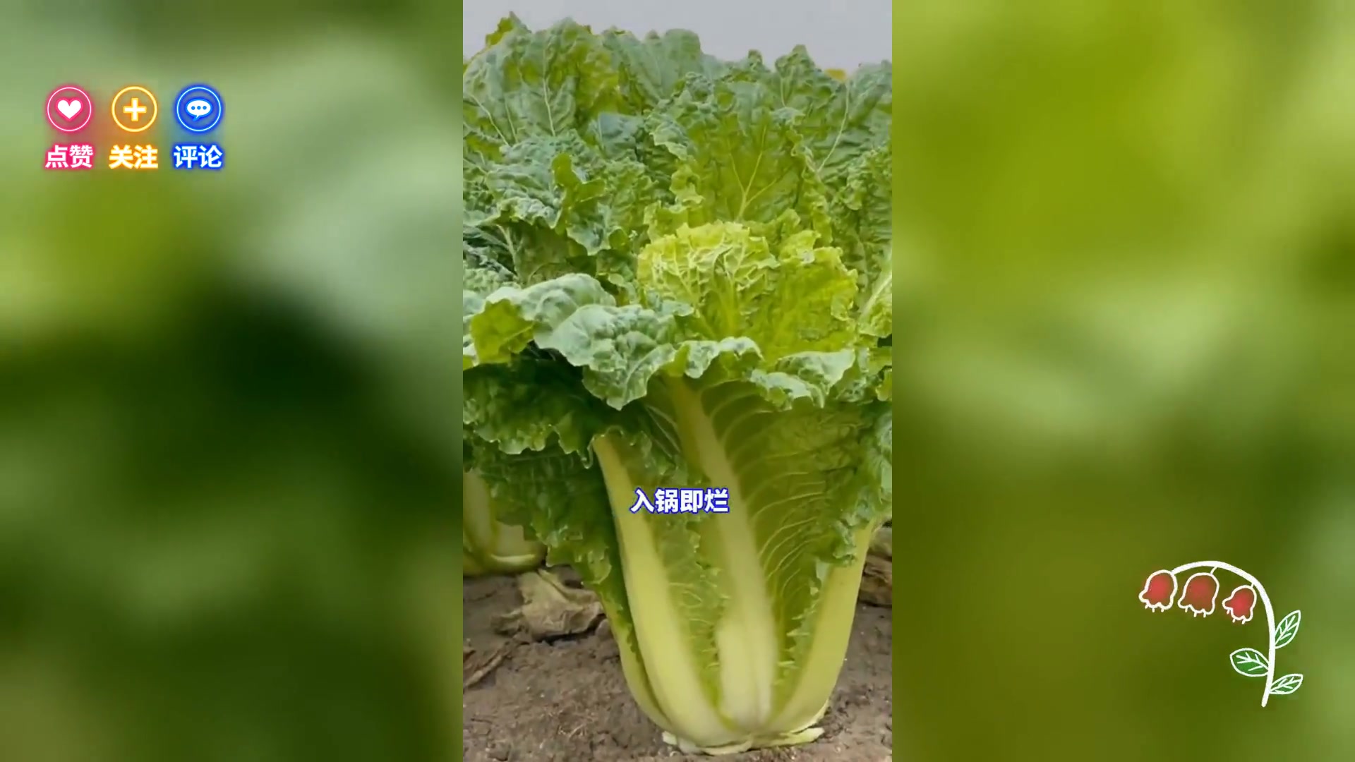 青麻叶大白菜种子: 火锅酸菜两用 农业种植优选