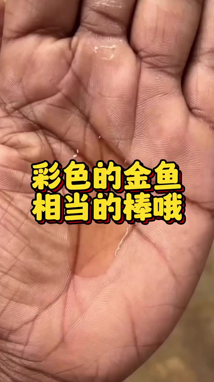 彩色的金鱼
