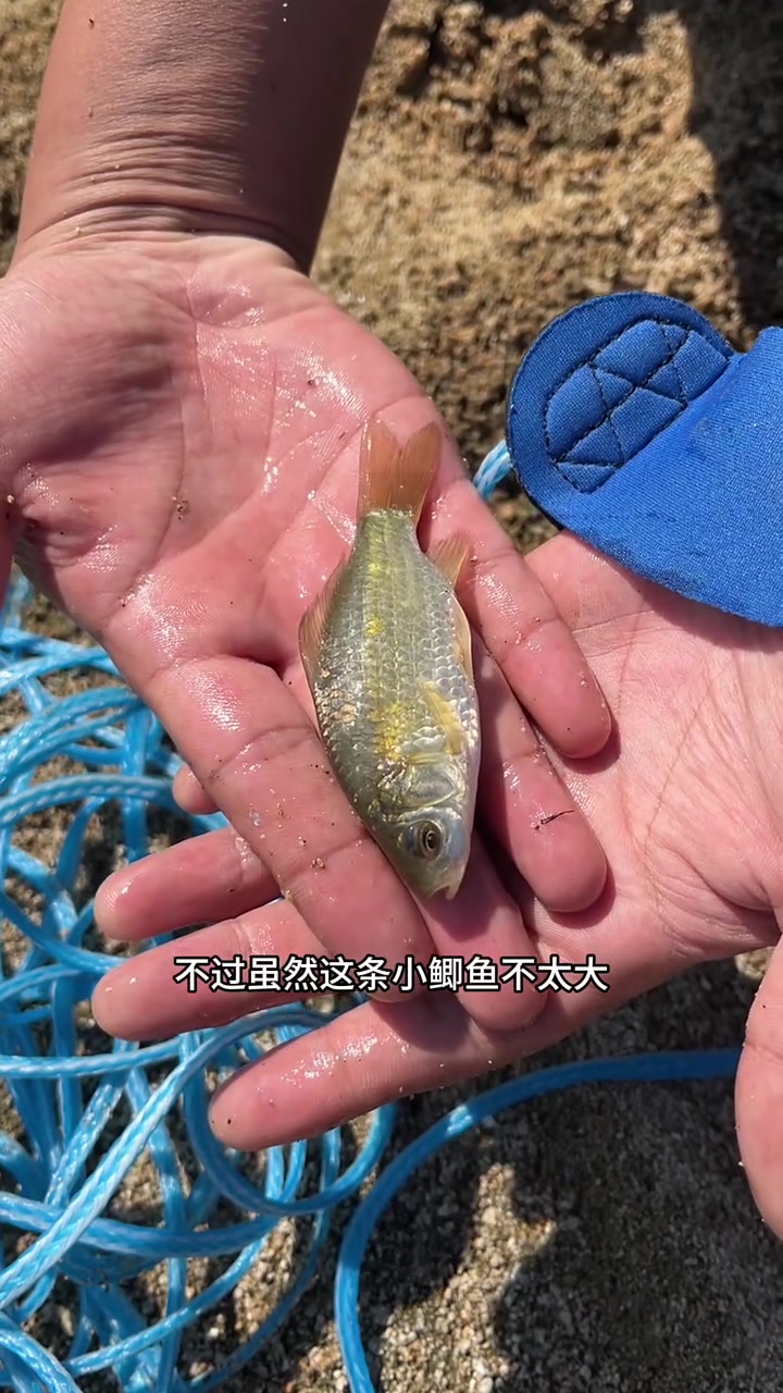 第一次在小野河里抓到这种不认识的小鱼
