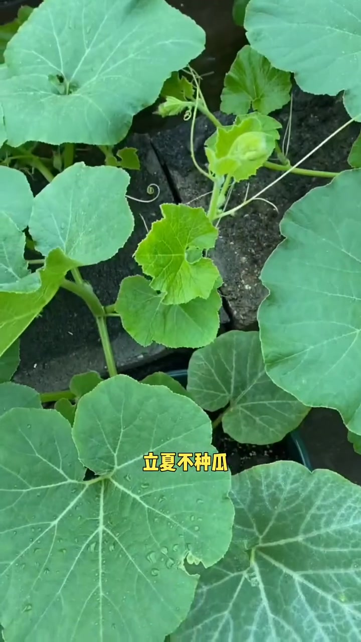 瓜类蔬菜种植口诀