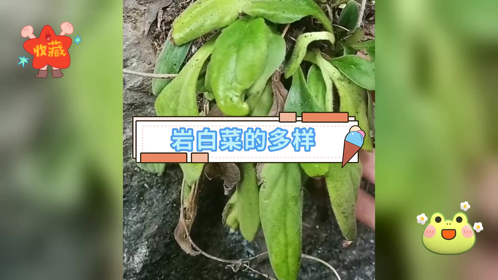 岩白菜的多样,