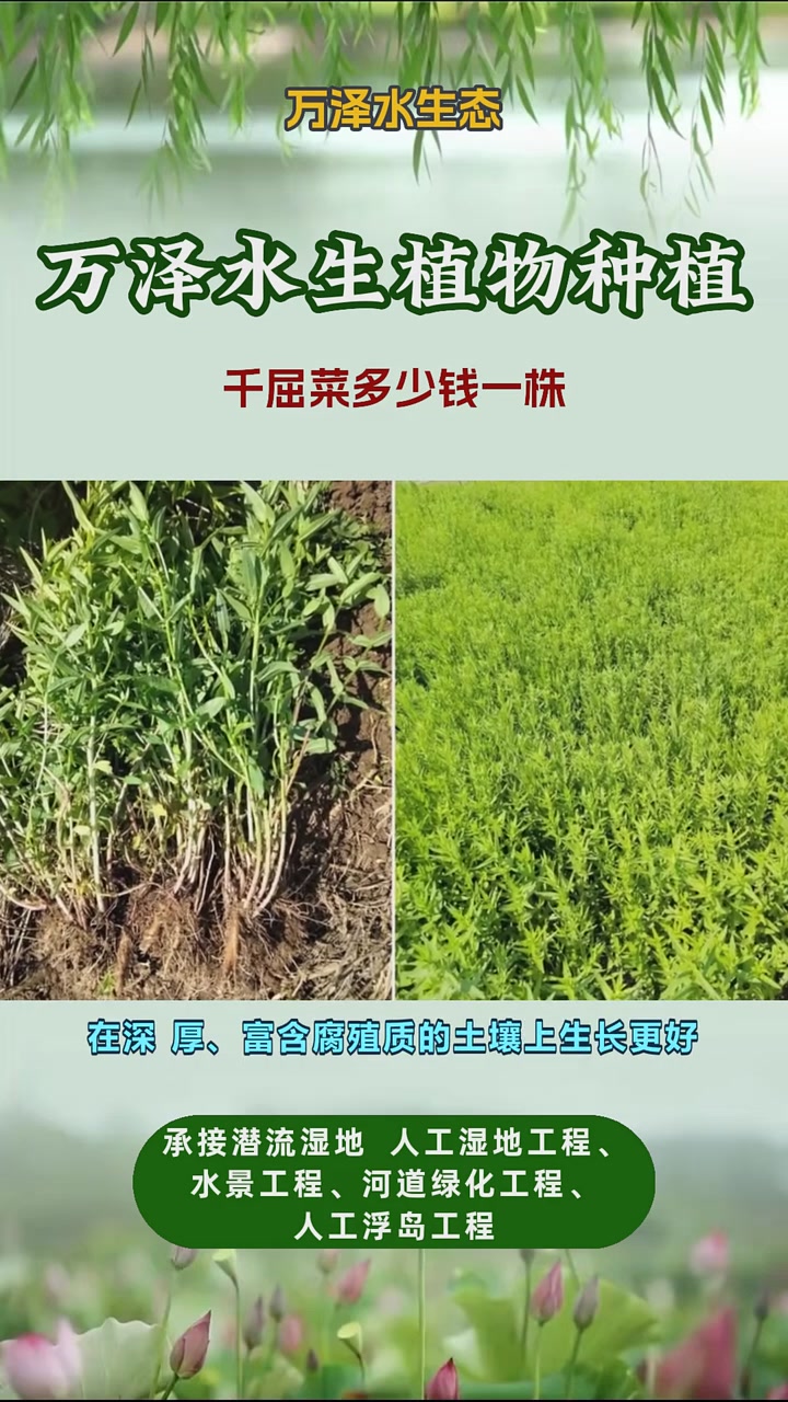 千屈菜苗