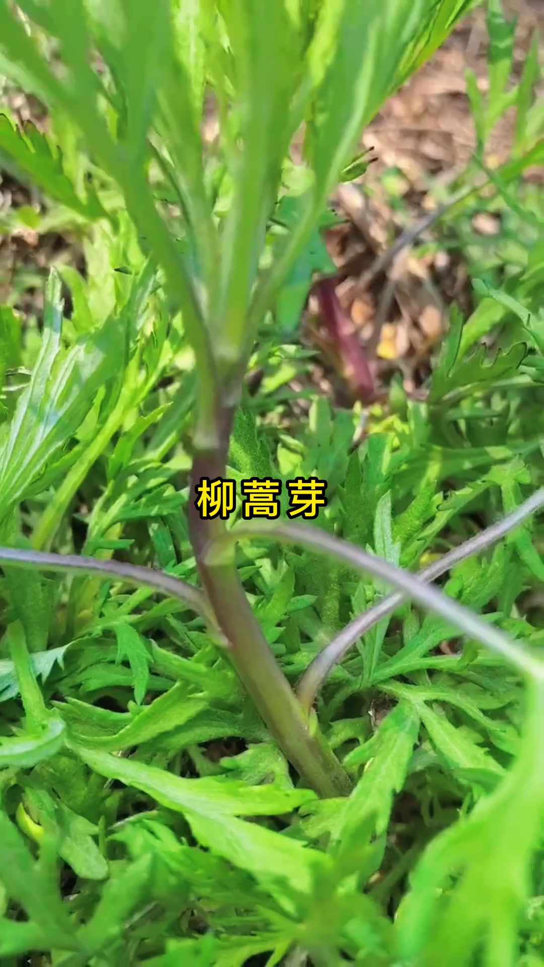 接下来我们东北人要吃刺嫩芽,蕨菜,山糜子……东北山野菜