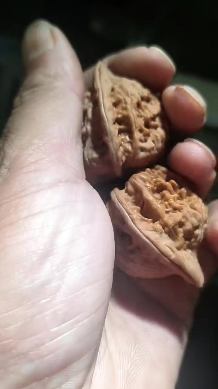 一款小众品种的赤龙鸡心