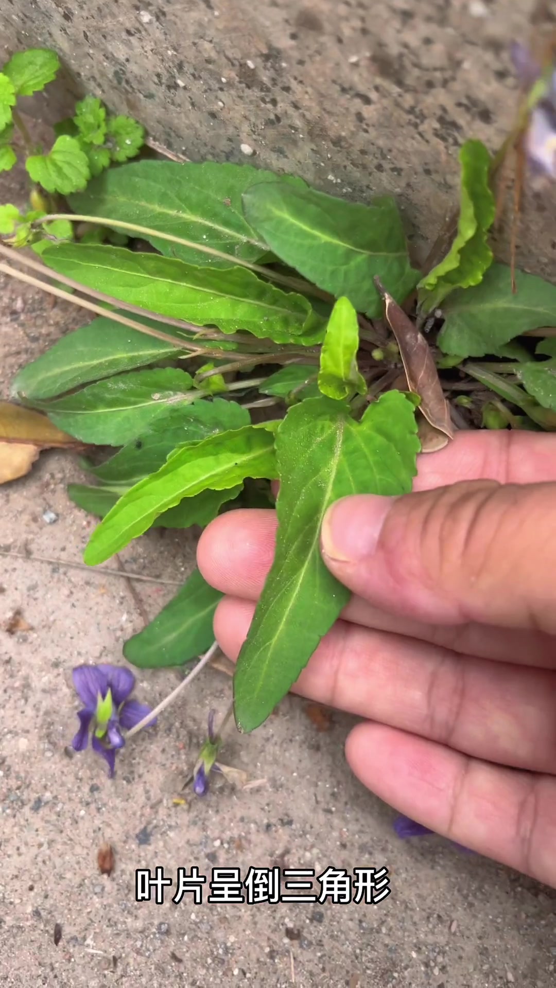 野堇菜又名紫花地丁,你们认识吗?你的家乡有这种植物吗