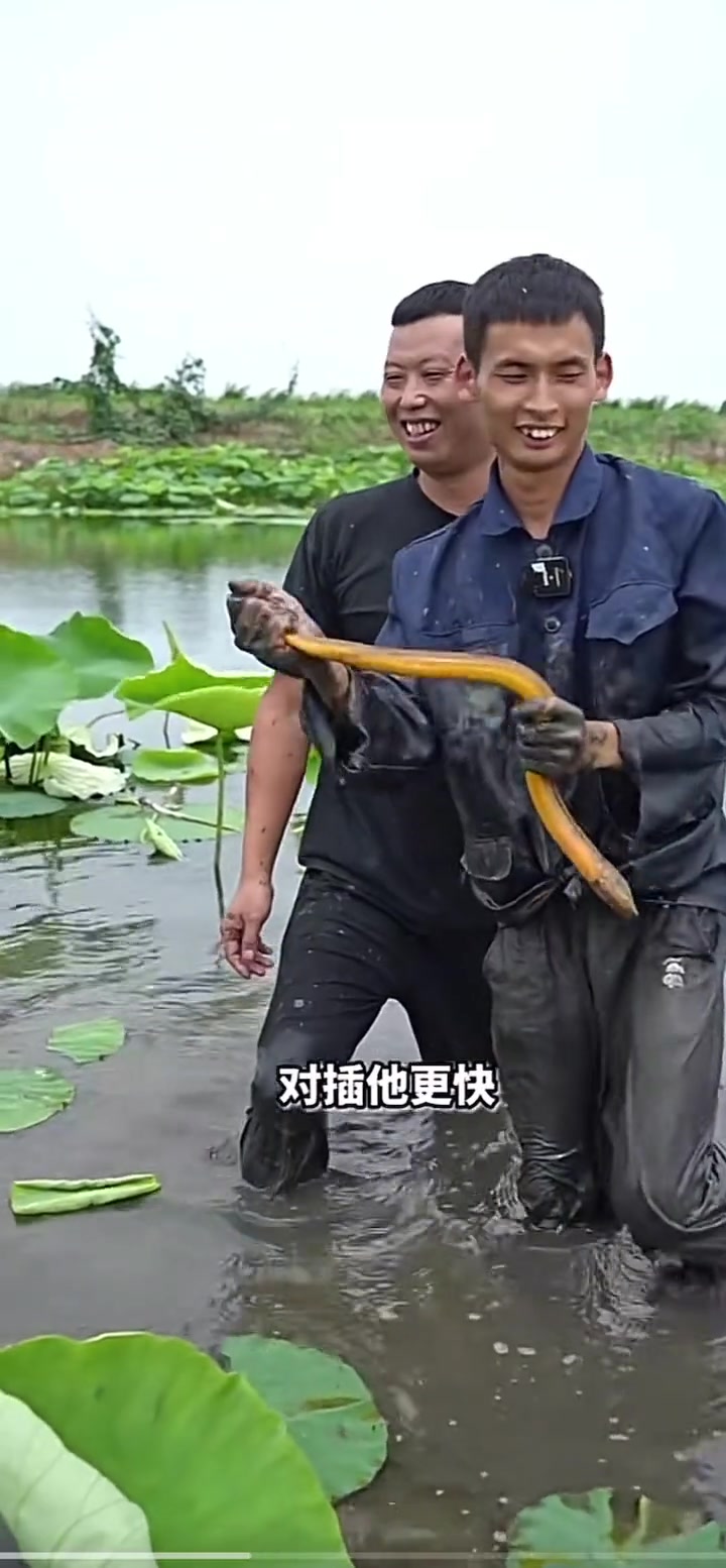 飞哥 花1000块包下一个虾塘和大娃兄弟抓鳝鱼 到底能上多少货?三农