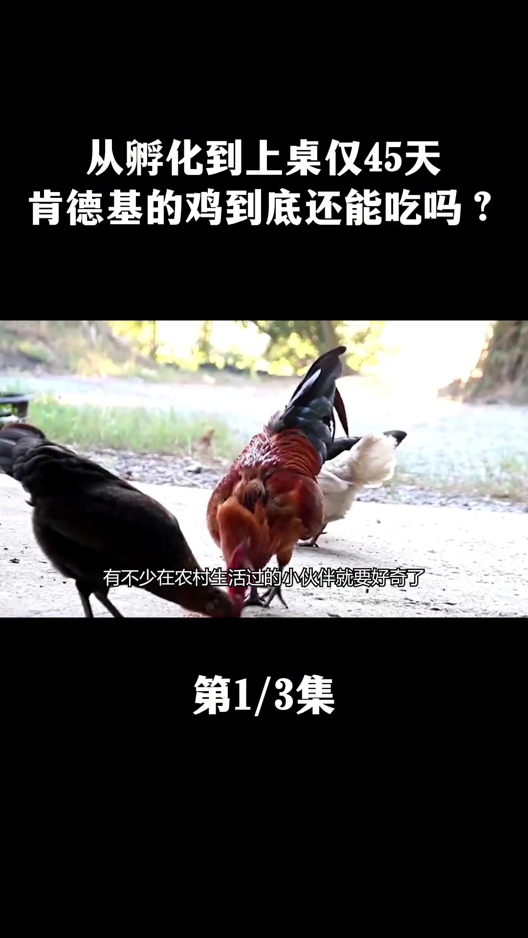 从孵化到上桌仅要45天,肯德基的鸡是不是科技与狠活?