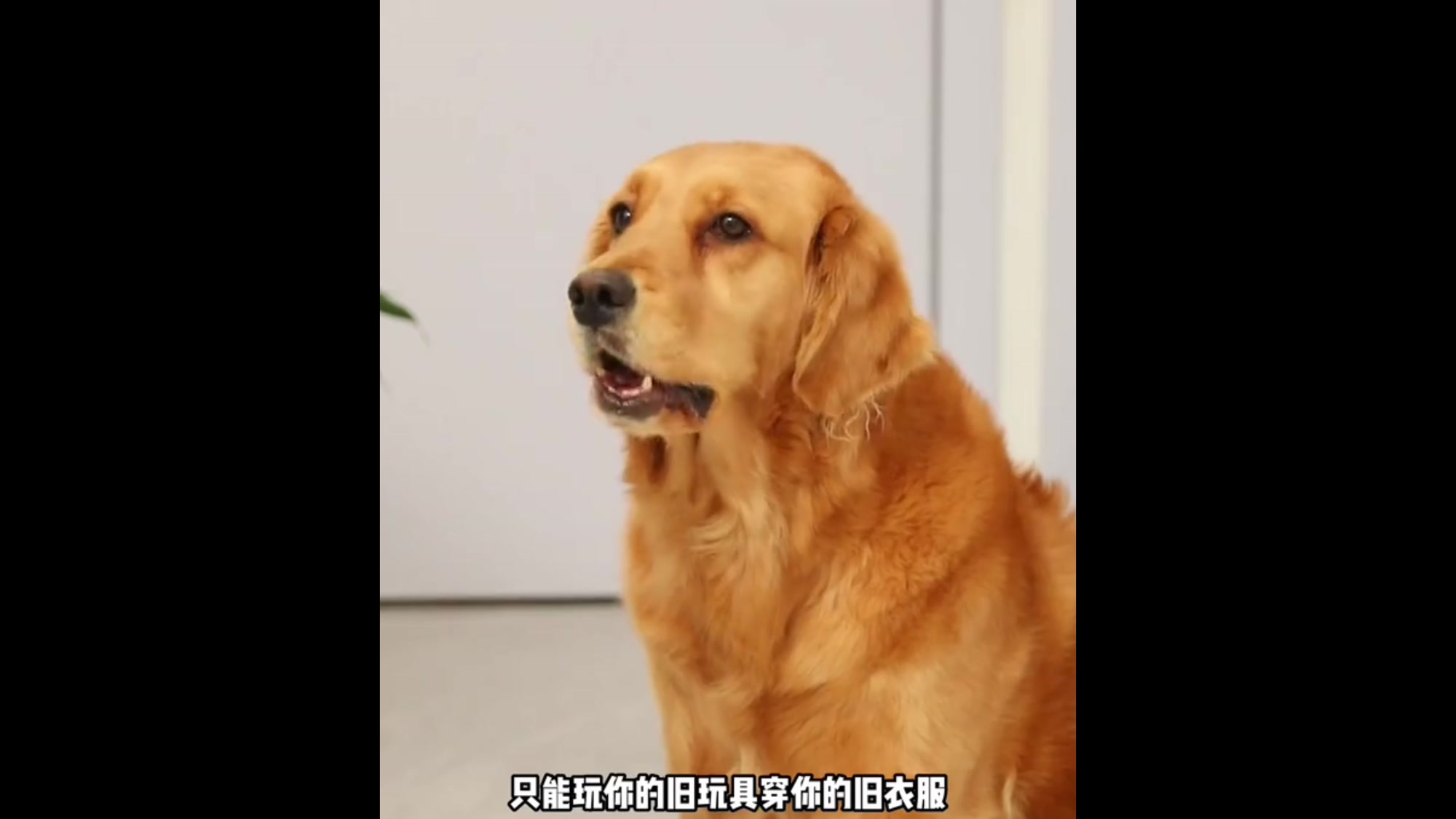 coco奶茶身体互换