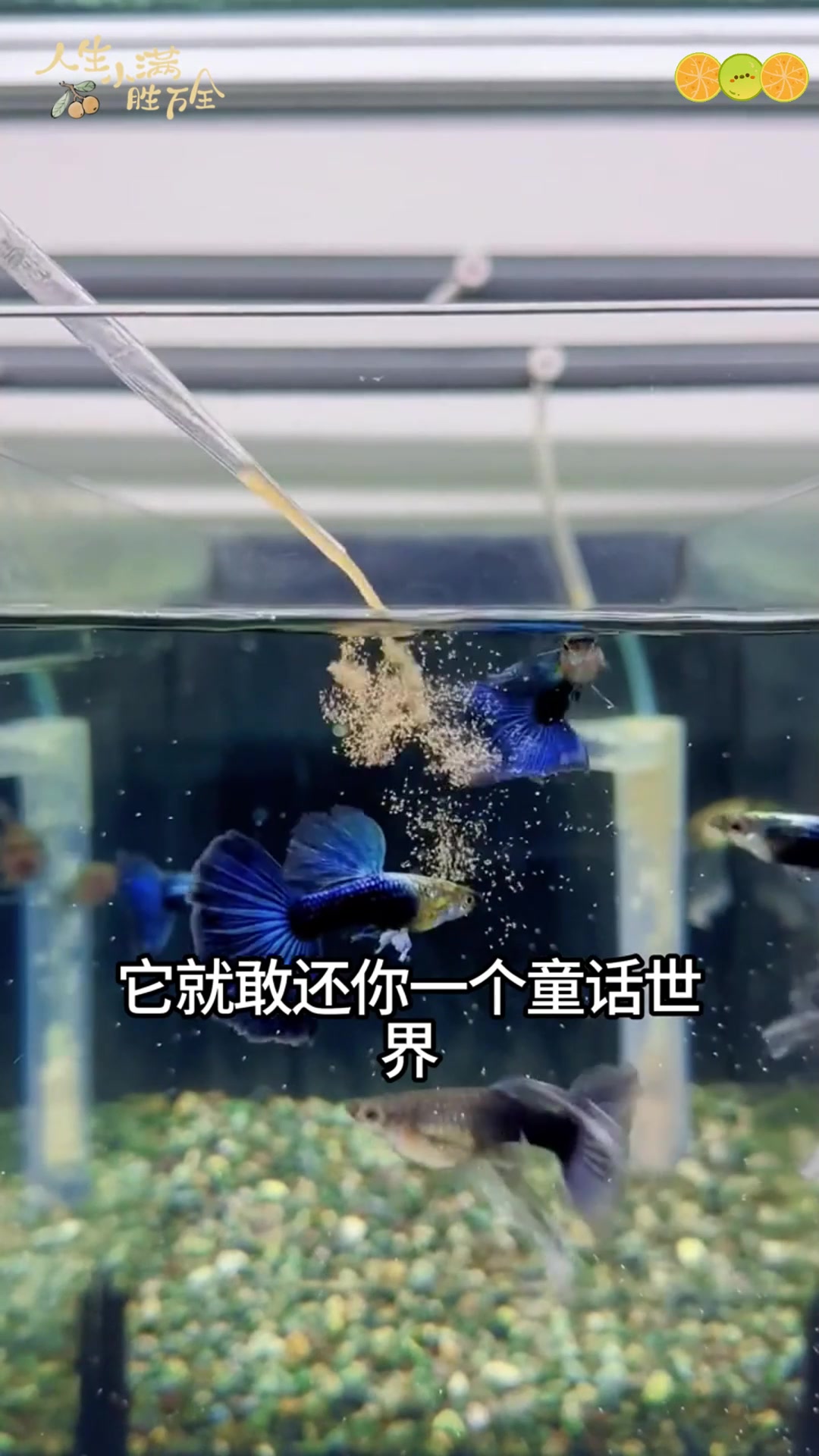 冰蓝孔雀鱼:惊艳的水中之花
