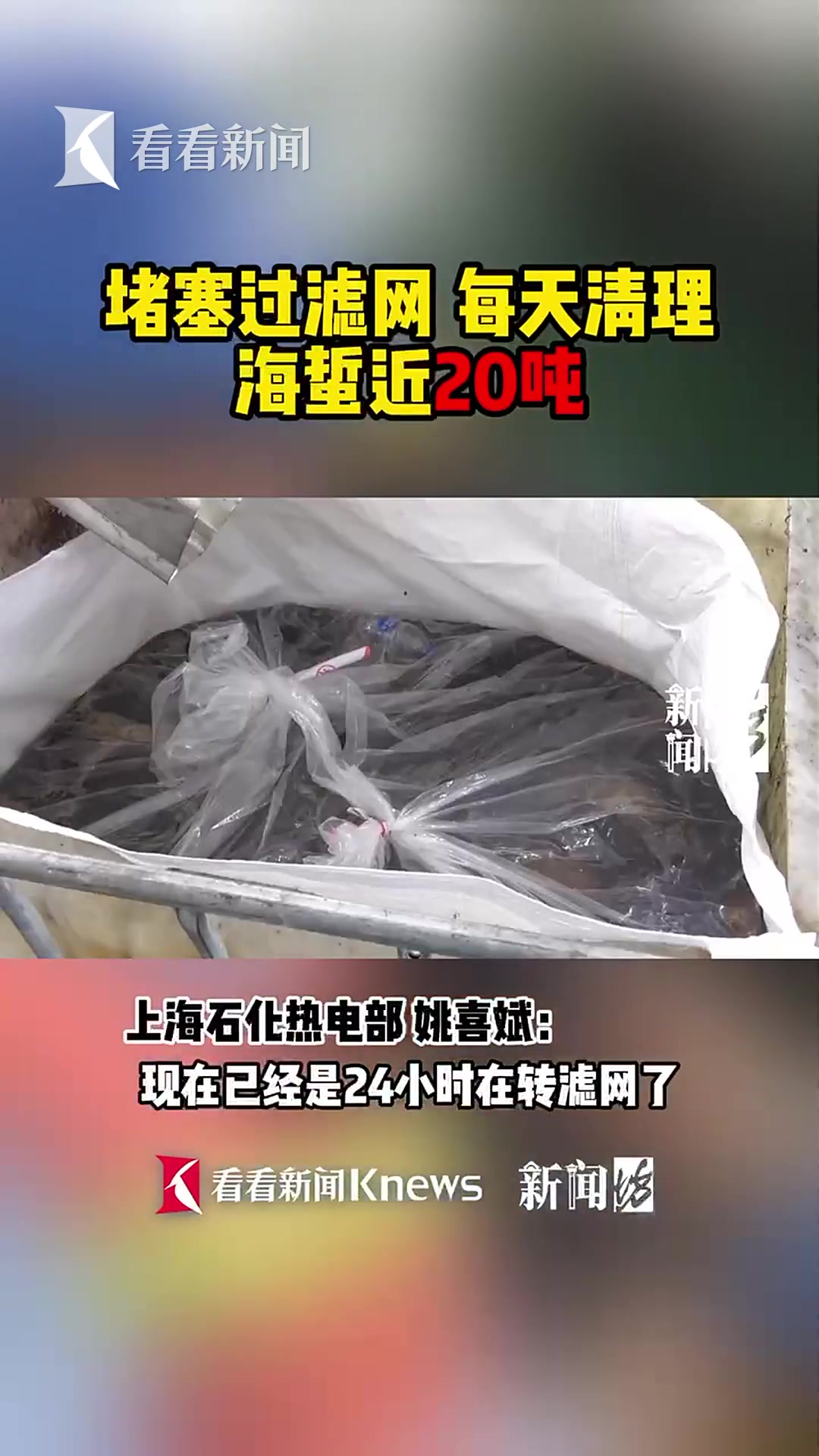 上海也被这种生物“入侵”了?近期已焚烧上百吨