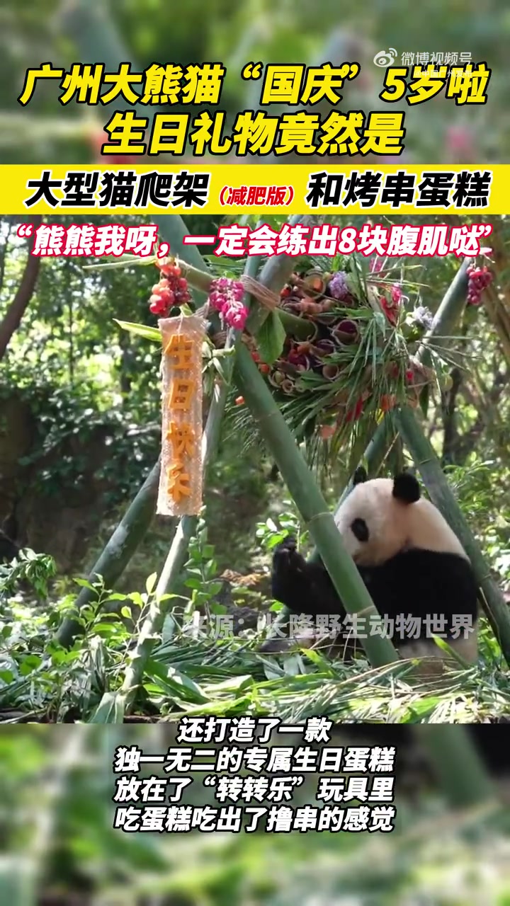 「广州大熊猫“国庆”生日礼物是大型猫爬架(减肥版)」9月30日,广州长隆野生动物世界“熊猫
