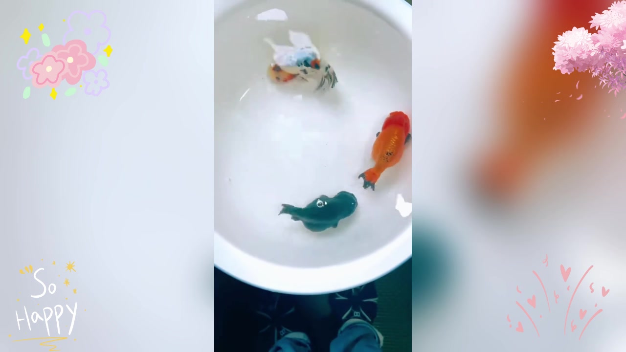 不同肤色的兰寿金鱼,哪只是蓝色的?