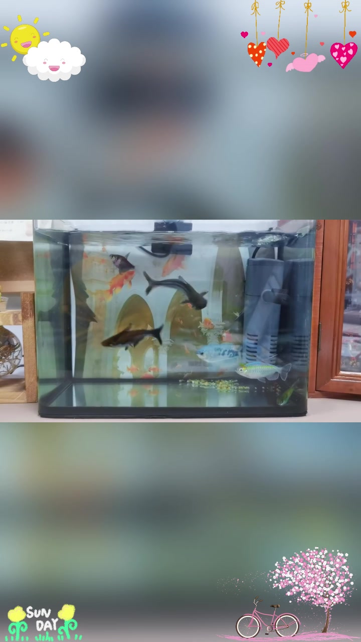 小蓝鲨为何总是一惊一乍