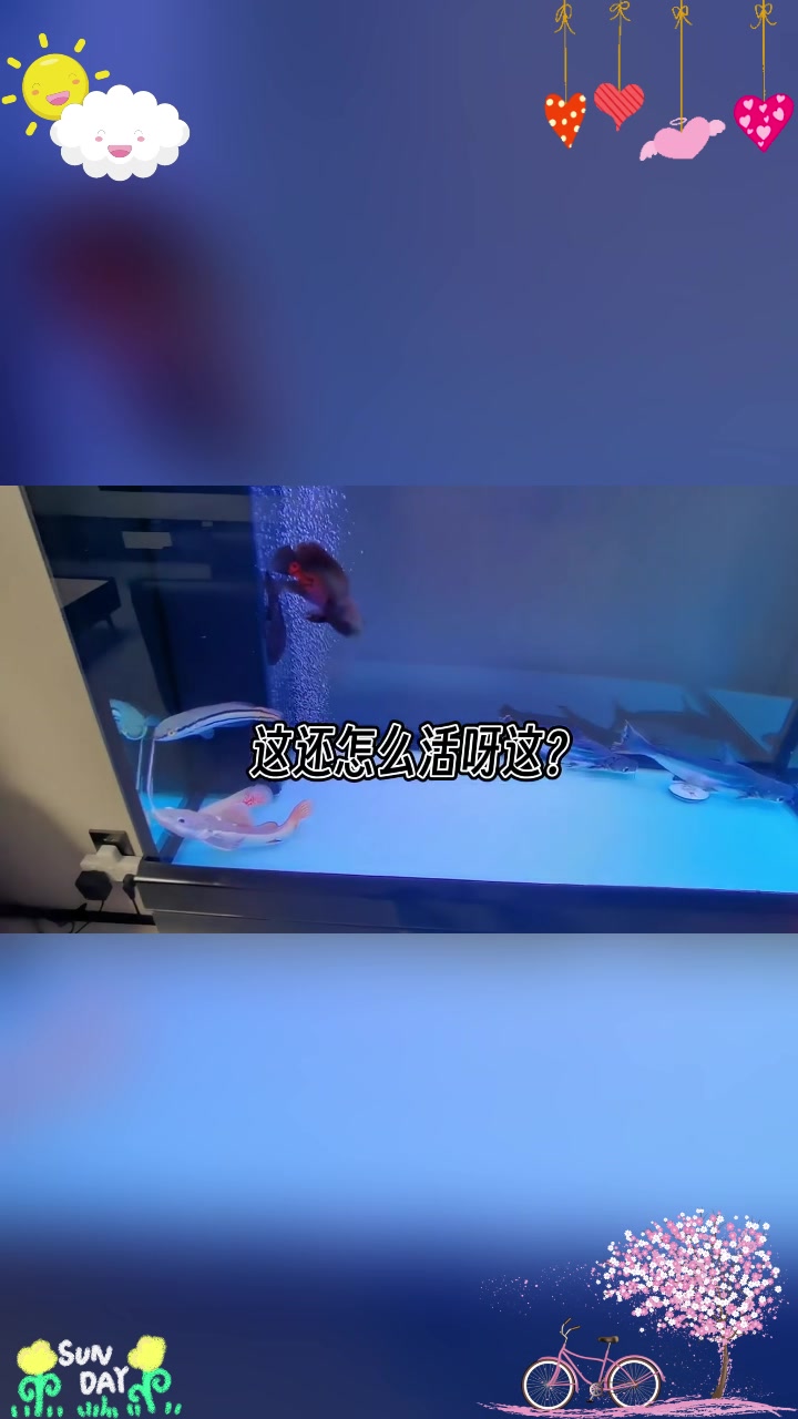 蓝鲨:我不要的鱼,你也别想收!