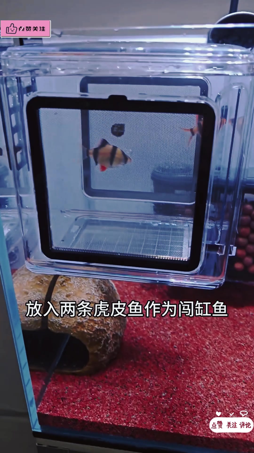 迷你鹦鹉鱼缸开缸及器材配置清单