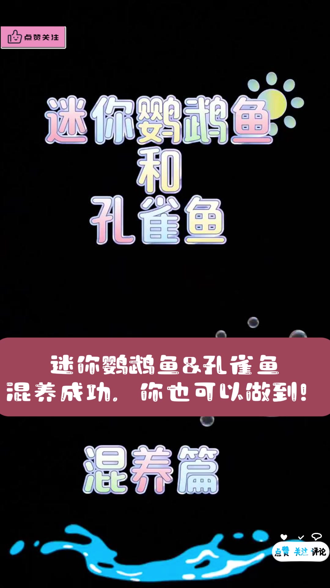 迷你鹦鹉鱼&孔雀鱼混养成功,你也可以做到!