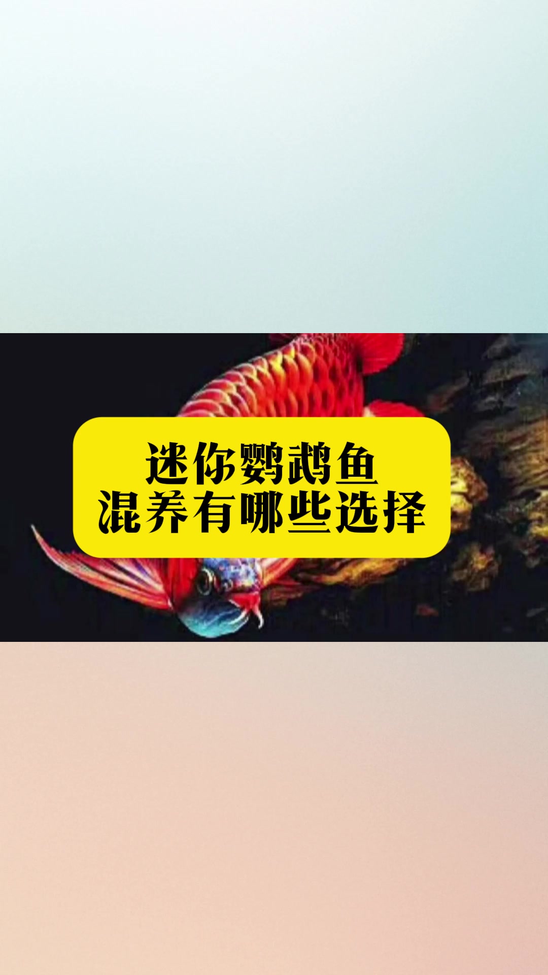 迷你鹦鹉鱼混养攻略:这些工具鱼和工具螺可以与迷你鹦鹉鱼和谐共生!
