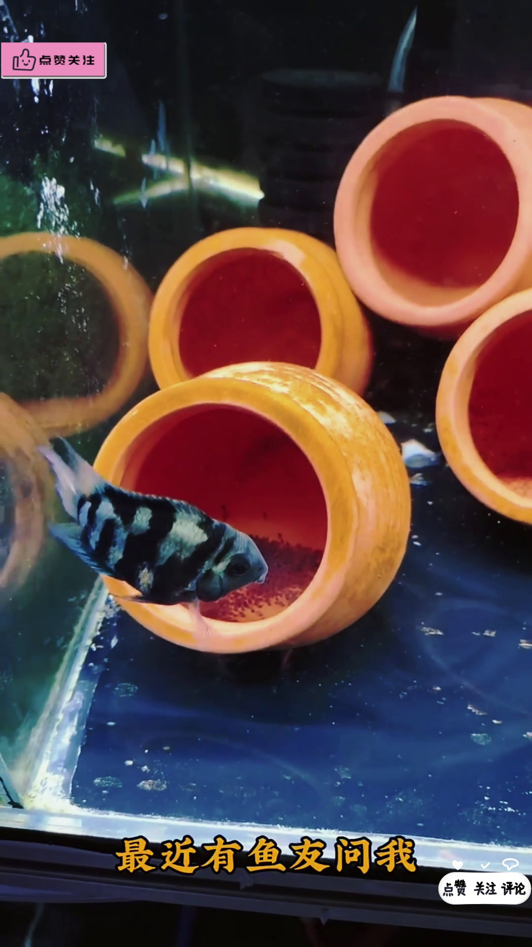 迷你鹦鹉鱼混养指南:哪些鱼适合与它共游?