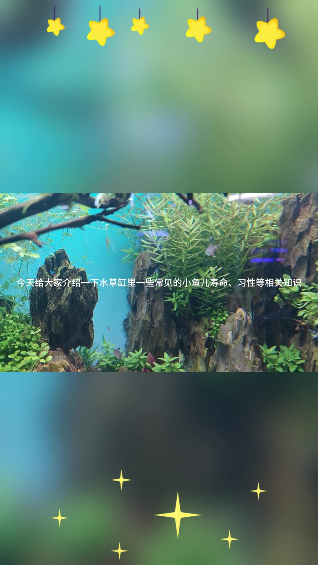 常见小型热带鱼的寿命有多长?