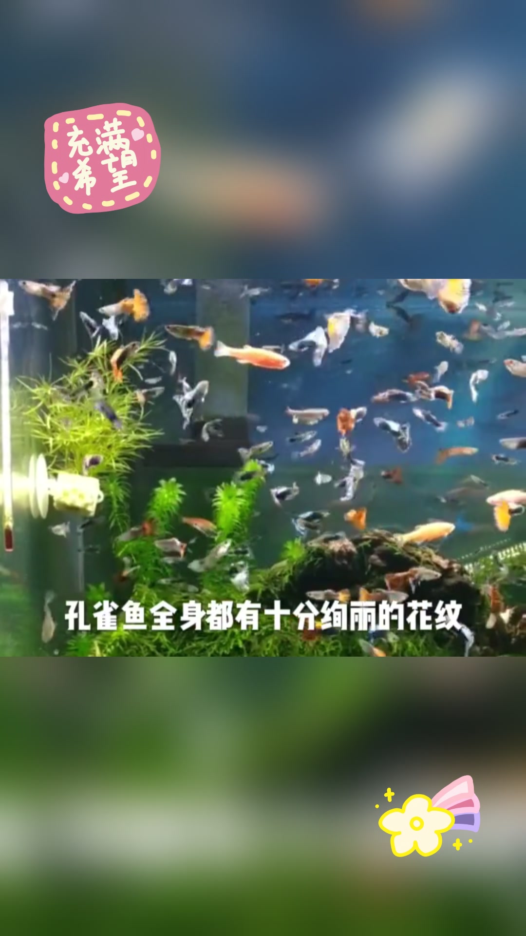 哪种鱼最漂亮?