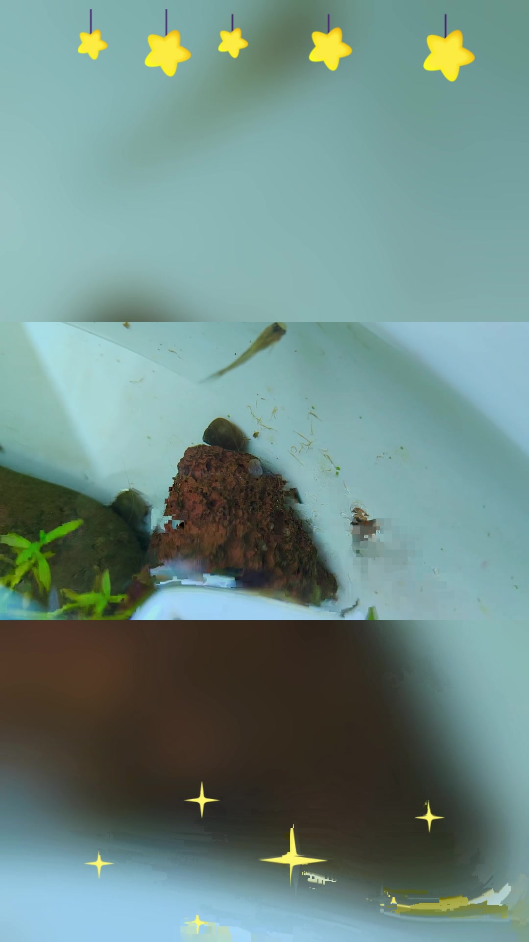 鱼缸线虫泛滥?别慌,教你一招轻松解决!