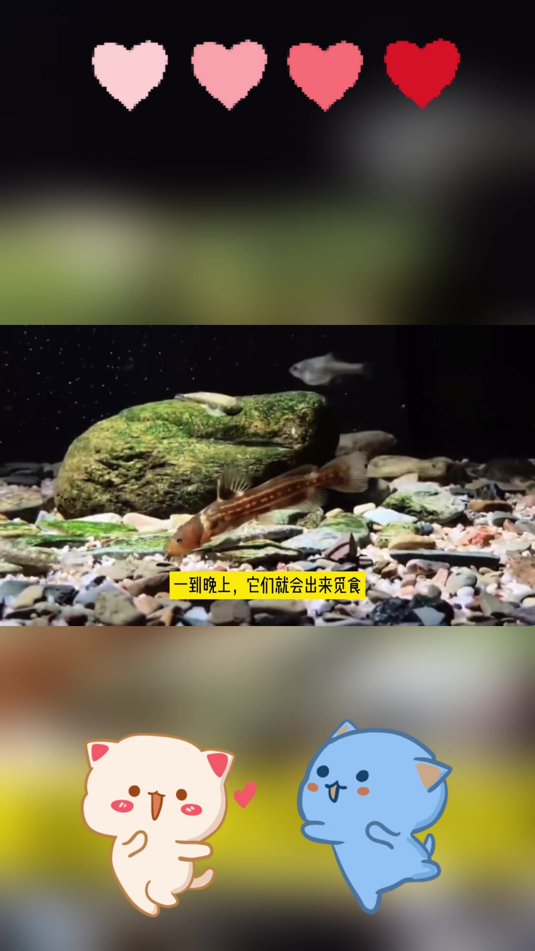 中国原生鲇鱼哪种好看又好养?