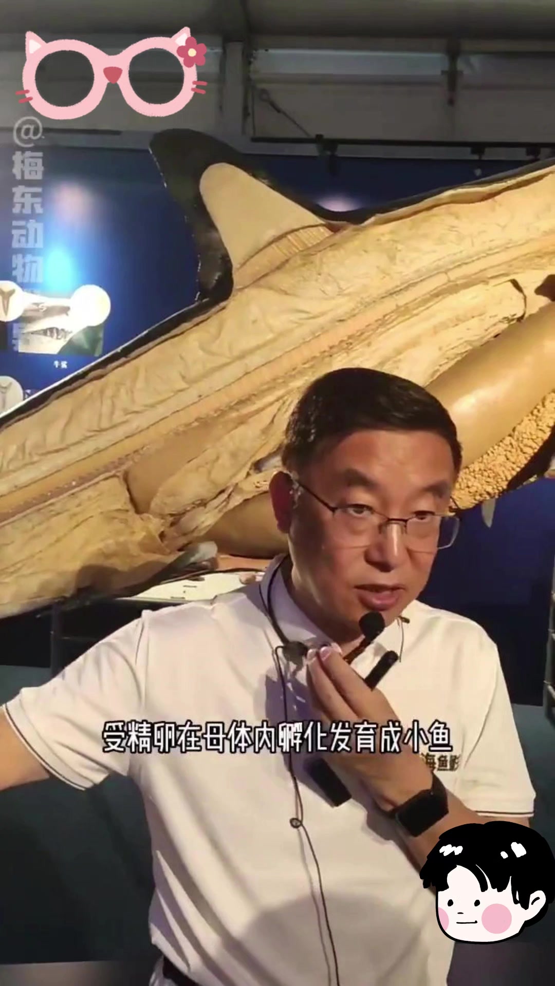 两种鲨鱼,一种能生,一种“不行”