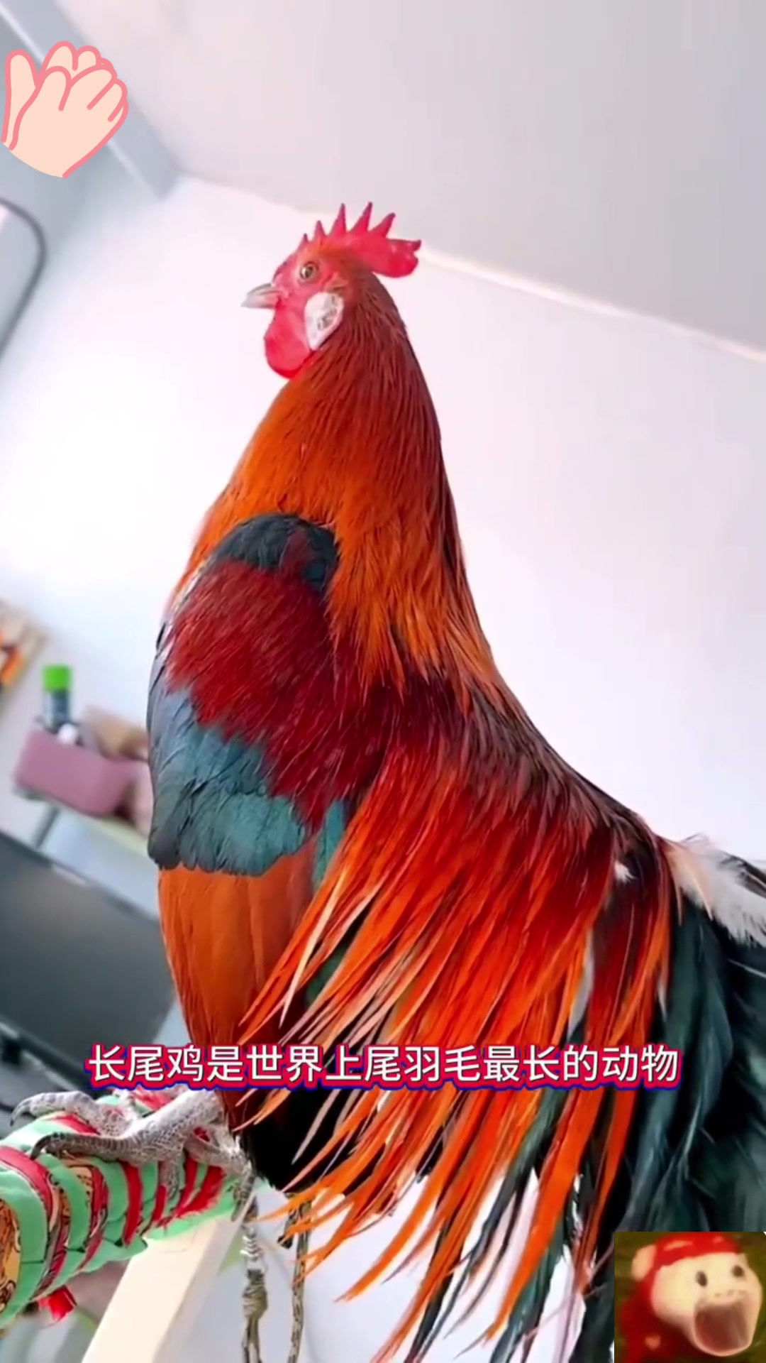 长尾鸡:世界上尾巴最长的鸡