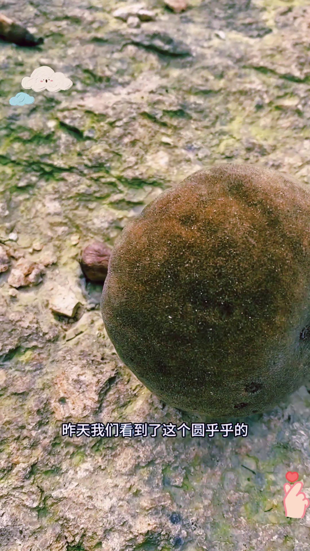 同一棵树,两种形态迥异的果实