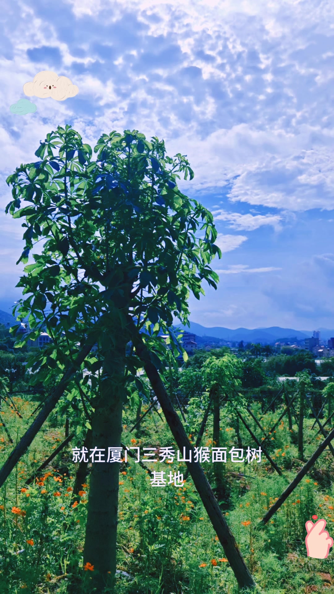 猴面包树树种在厦门大规模种植