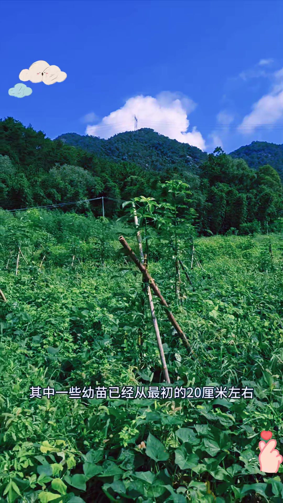 尝试在原生态环境中种植猴面包树