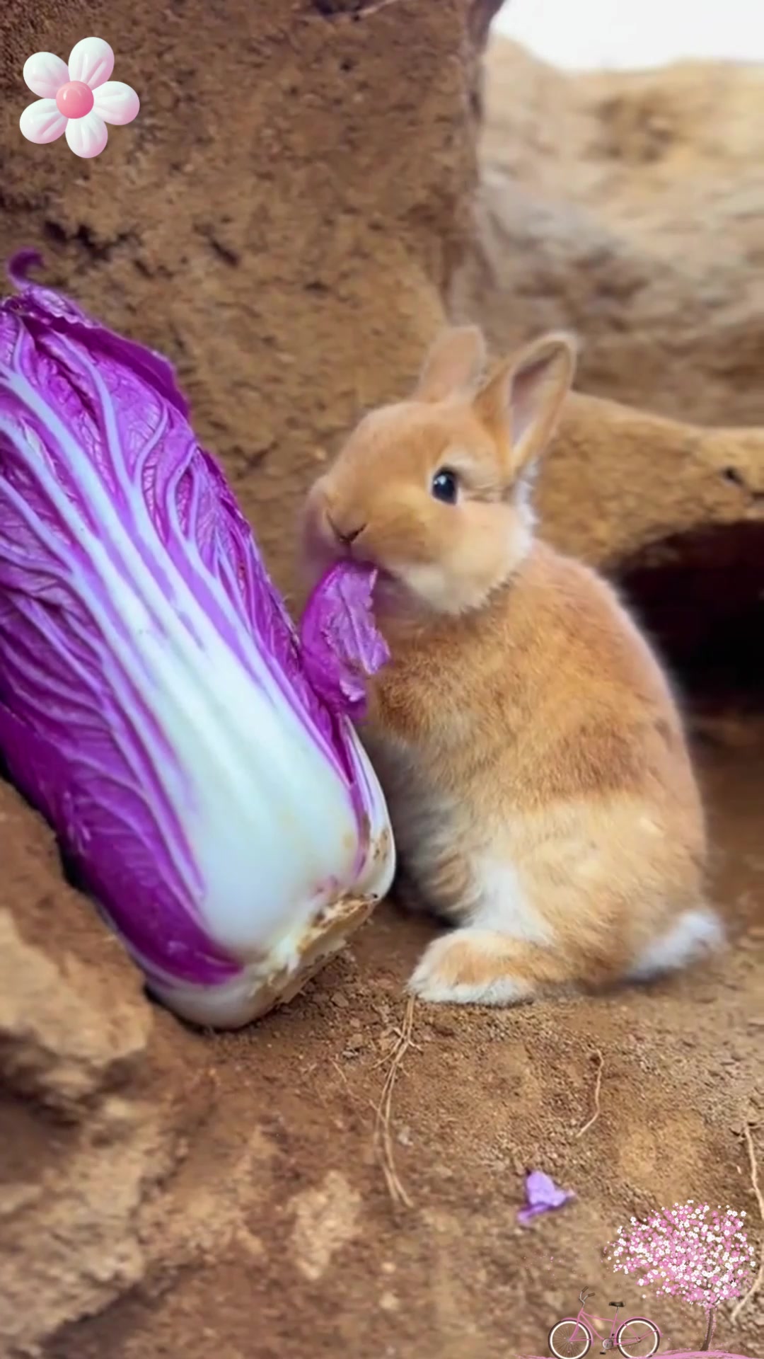 一朵漂亮的紫色菜花,能吃又能看!