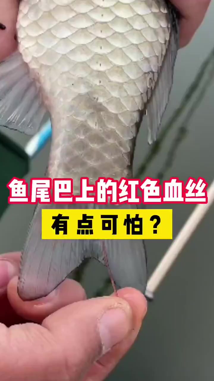 你见过鱼尾巴上的红血丝么?太可怕了