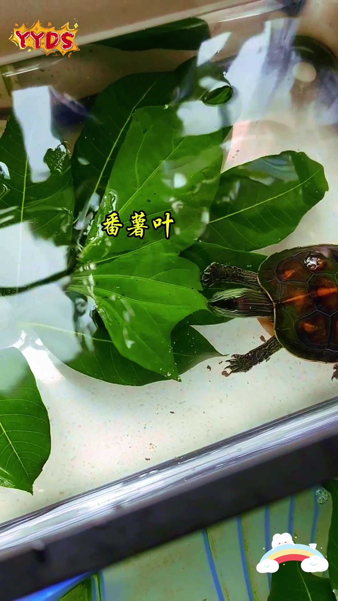 乌龟爱吃的瓜果蔬菜有哪些