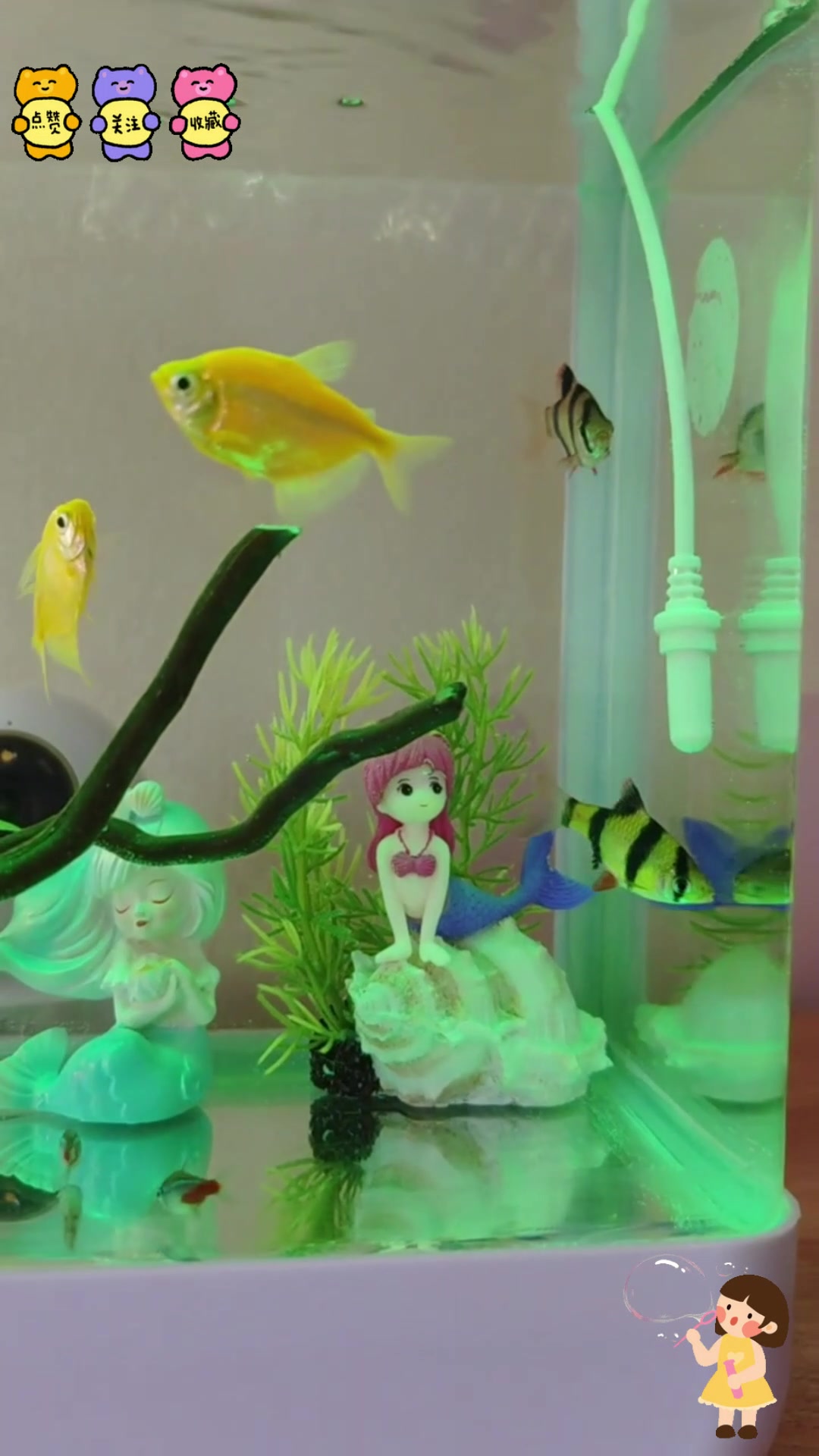 虎皮鱼追着绿色虎皮鱼玩,结果被拒绝,太逗了