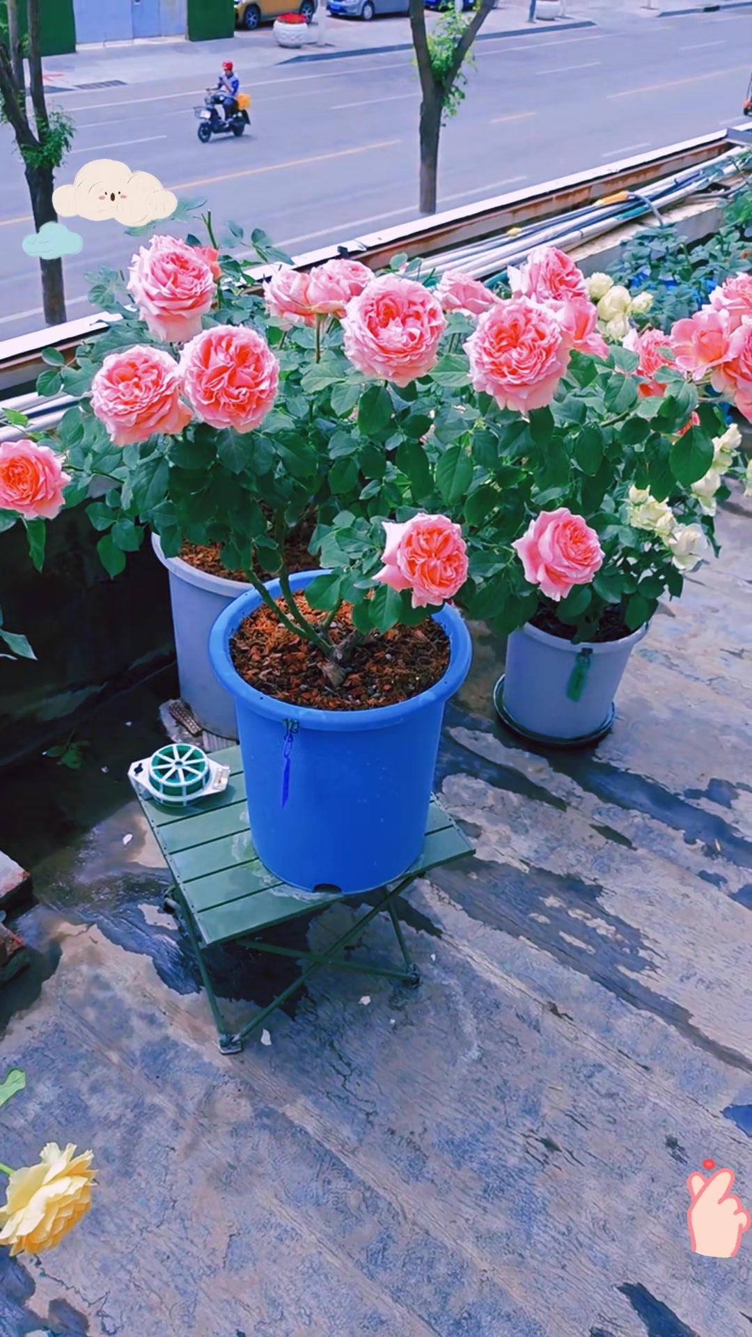 珊瑚果冻:一款超美的多肉植物