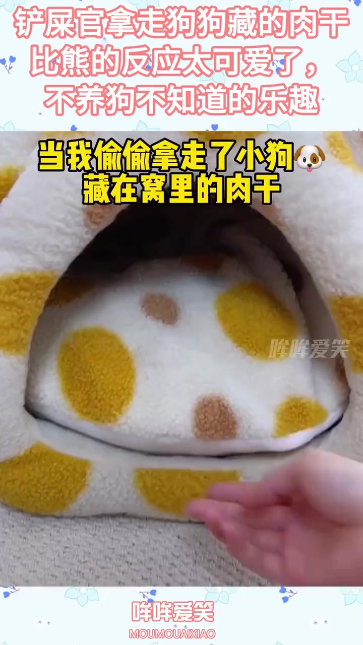 铲屎官拿走狗狗藏的肉干,比熊的反应太可爱了,不养狗不知道的乐趣搞笑,搞笑视频,搞笑日常,搞