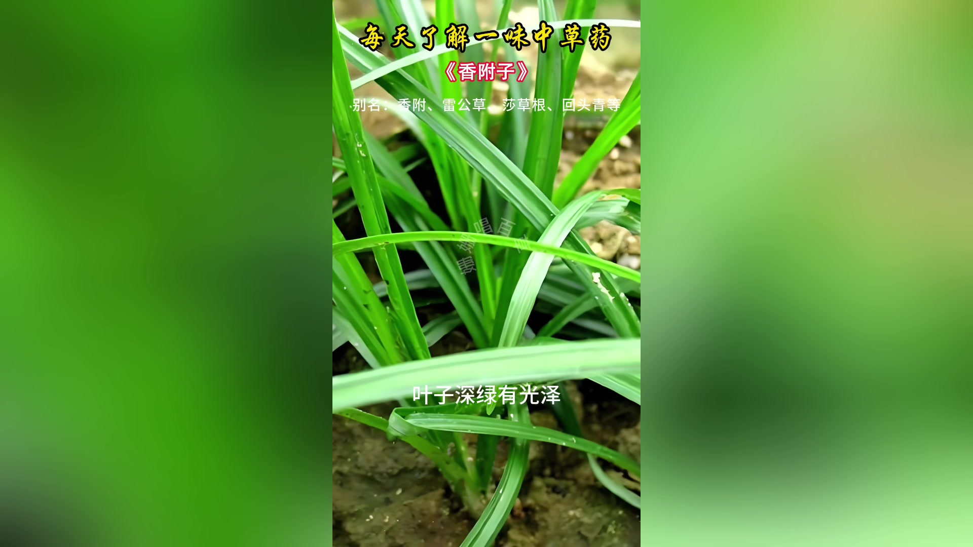 每天认识一种植物《香附子》别名香附 雷公头