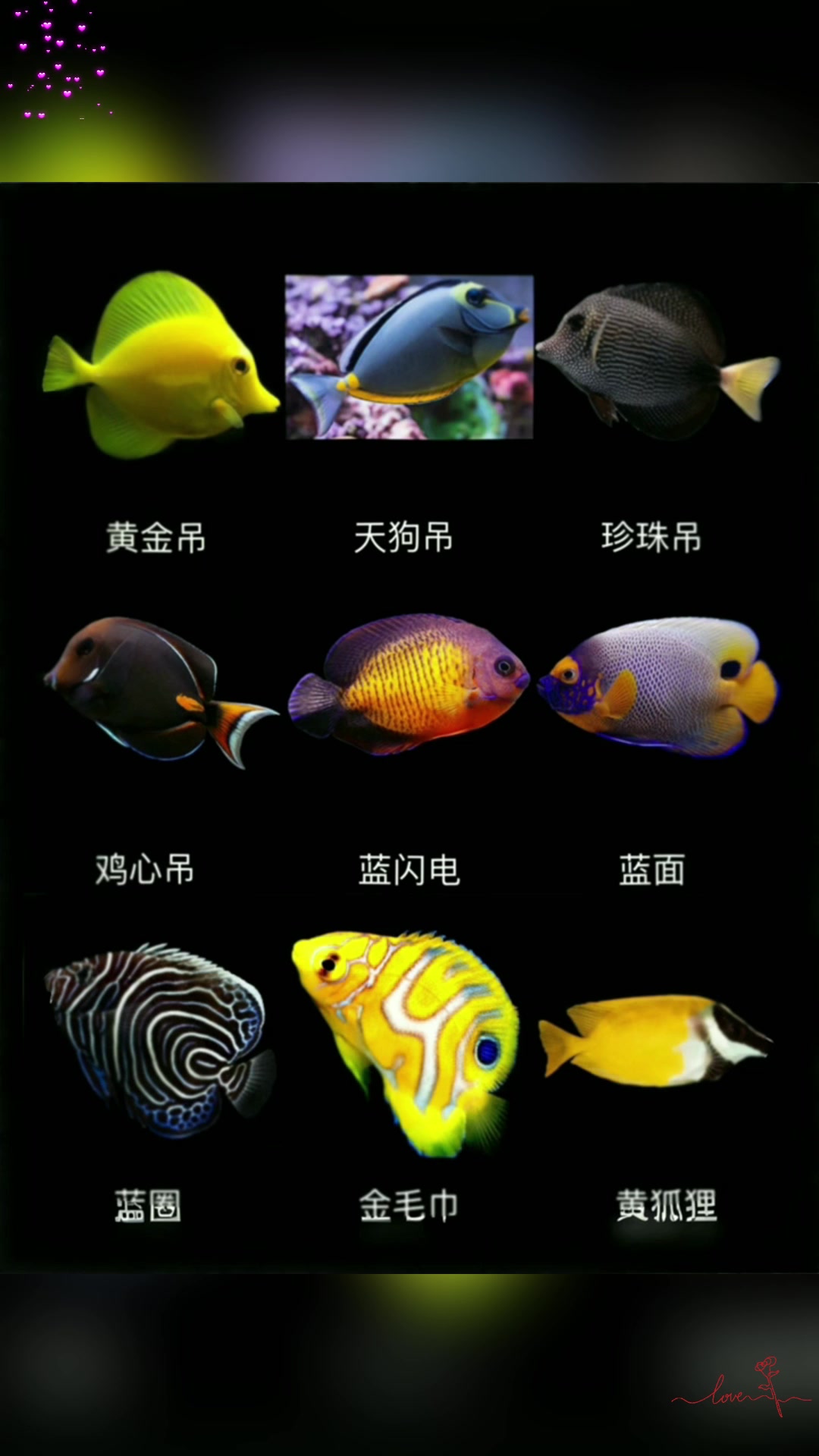 海水观赏鱼图鉴